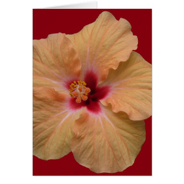 Peachy Hibiskus (Vorne)