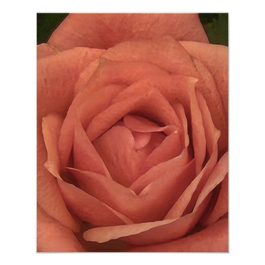 Peachy Mini Rose Fotodruck (Vorne)
