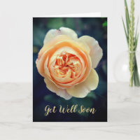 Peachy Orange Garden Rose Blume bald gut