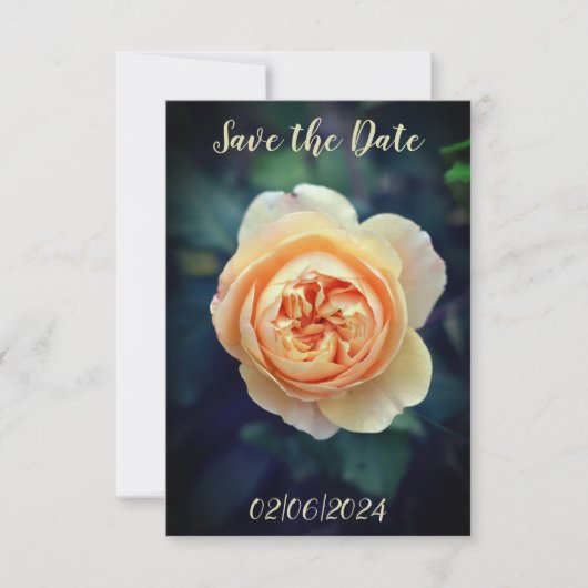 Peachy Orange Garden Rose Blume Save the Date (Vorderseite)
