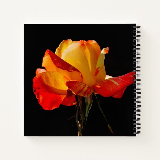 Peachy Orange Rose Notizblock (Rückseite)