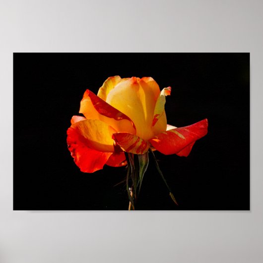 Peachy Orange Rose Poster (Vorne)