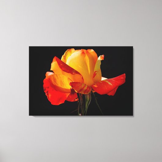 Peachy Orange Rose Poster Leinwanddruck (Vorderseite)