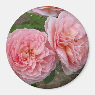 Peachy Pink English Rose 3" Round Magnet