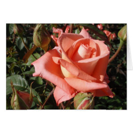 Peachy Pink Rose