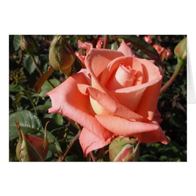 Peachy Pink Rose (Vorderseite (Horizontal))