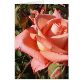 Peachy Pink Rose