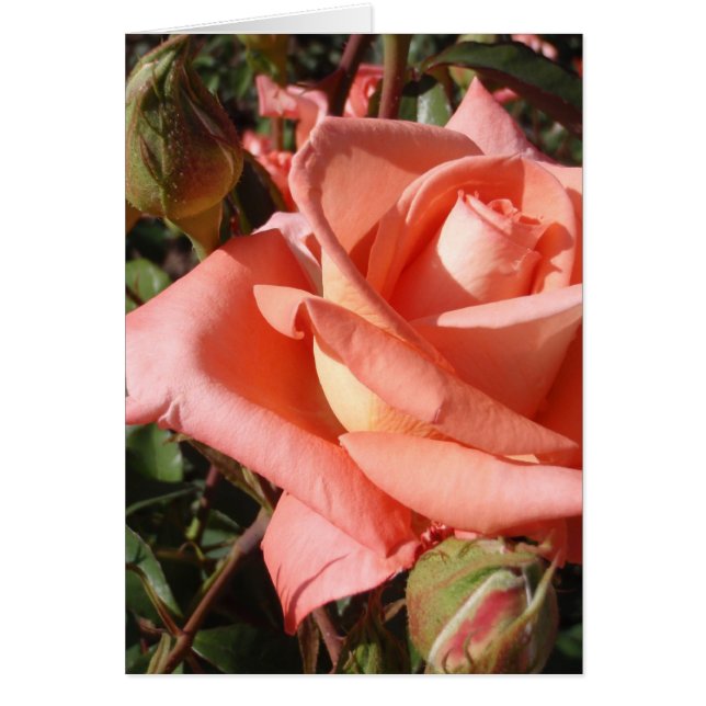Peachy Pink Rose (Vorne)