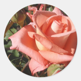 Peachy Pink Rose Runder Aufkleber