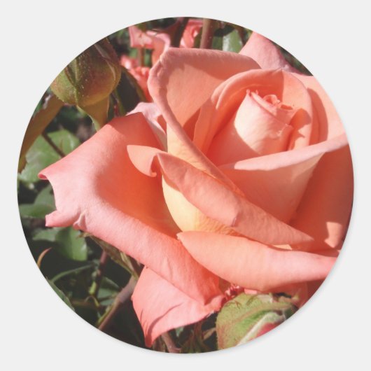 Peachy Pink Rose Runder Aufkleber (Vorderseite)