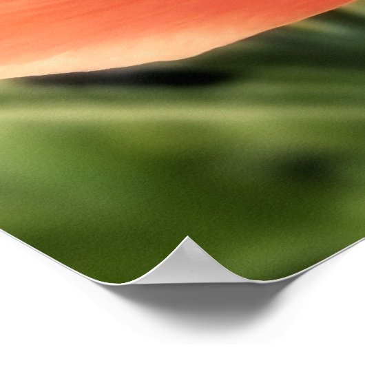 Peachy Ranunculus Blume Poster (Ecke)