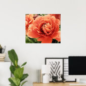 Peachy Ranunculus Blume Poster (Heimbüro)