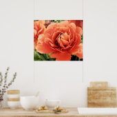 Peachy Ranunculus Blume Poster (Küche)