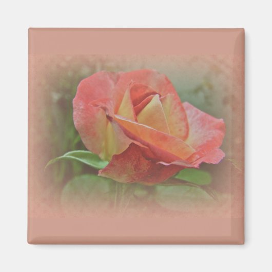 Peachy Rose Blossom Magnet (Vorne)