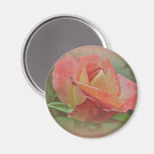 Peachy Rose Blossom Magnet (Vorderseite/Rückseite)