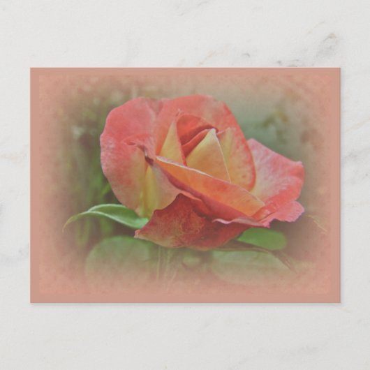 Peachy Rose Blossom Postkarte (Vorderseite)