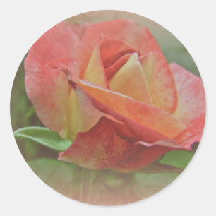 Peachy Rose Blossom Runder Aufkleber