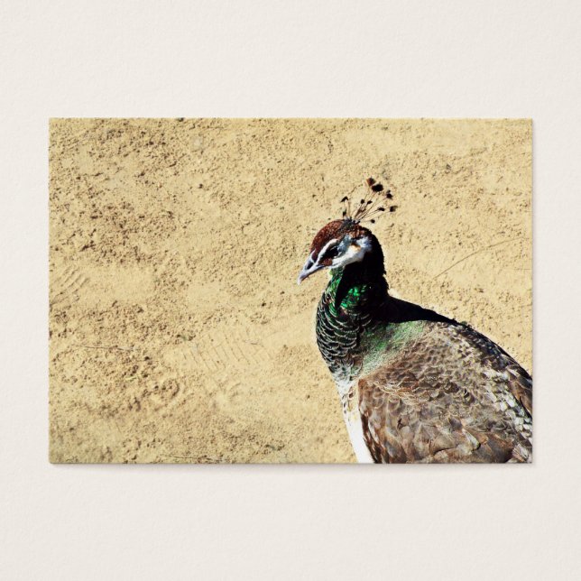 Peacock (Vorderseite)