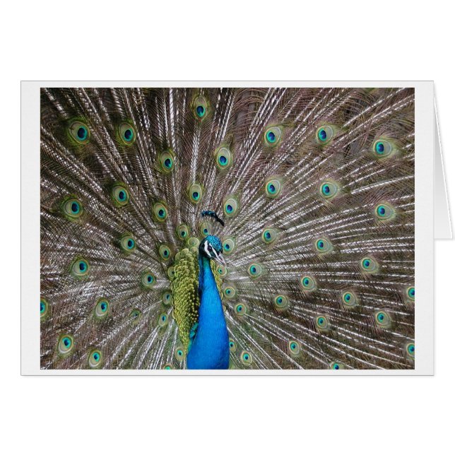 Peacock (Vorderseite (Horizontal))
