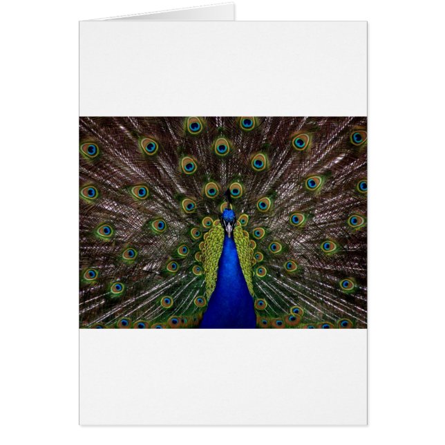 Peacock (Vorne)