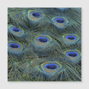 Peacock 20160301 magnetkarte