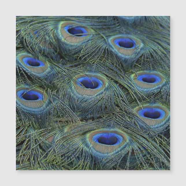 Peacock 20160301 magnetkarte (Vorderseite)