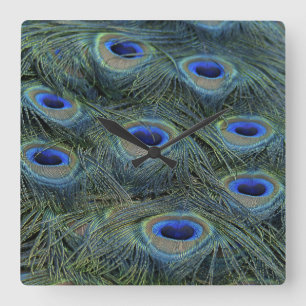 Peacock 20160301 quadratische wanduhr