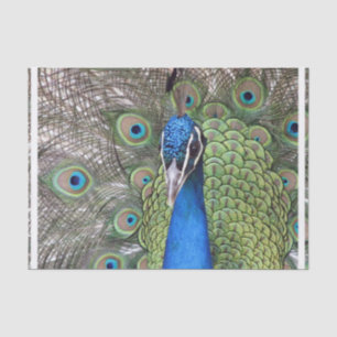 peacock-3.jpg seidenpapier