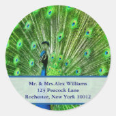 Peacock Address Labels Runder Aufkleber (Vorderseite)