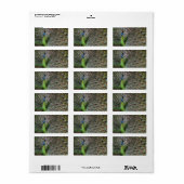 Peacock Adressaufkleber (Vorne)