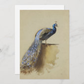 Peacock | Archibald Thorburn (Vorne/Hinten)