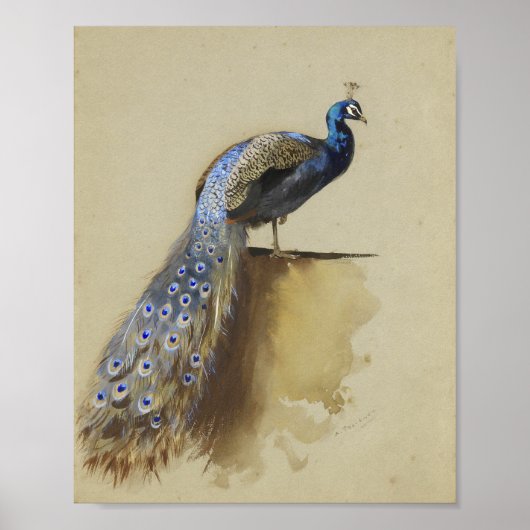 Peacock | Archibald Thorburn Poster (Vorne)