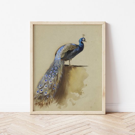Peacock | Archibald Thorburn Poster