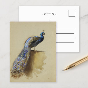 Peacock   Archibald Thorburn Postkarte