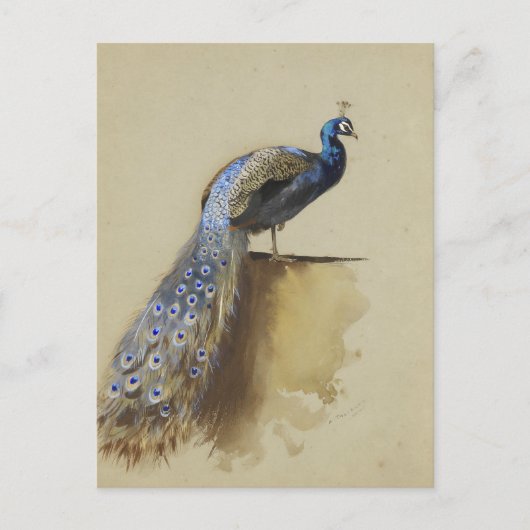 Peacock | Archibald Thorburn Postkarte (Vorderseite)