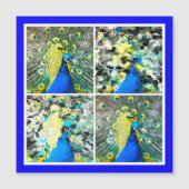 Peacock Art Magnetkarte (Vorderseite)