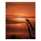 Peacock at Sunrise Poster (Vorderseite)