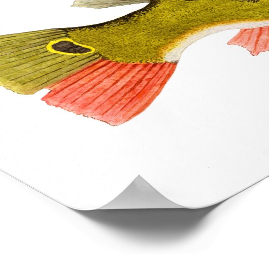 Peacock Bass Art Poster (Ecke)