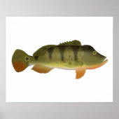 Peacock Bass Poster (Vorne)