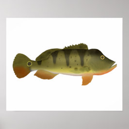 Peacock Bass Poster