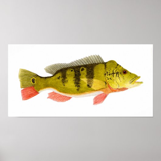 Peacock Bass Print Poster (Vorne)
