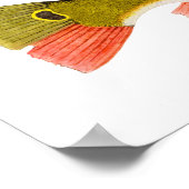 Peacock Bass Print Poster (Ecke)
