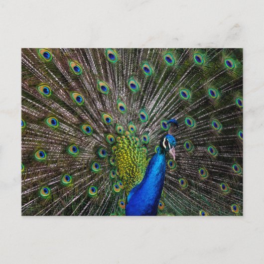Peacock Beauty Postkarte (Vorderseite)