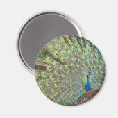 Peacock Bird Feathers Wildlife Animal Magnet (Vorderseite/Rückseite)