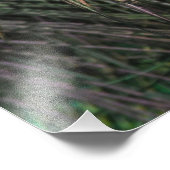 Peacock Bird-Pfau Fotodruck (Ecke)