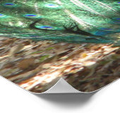 Peacock Bird Plumage und Albino Peahen Foto Poster (Ecke)