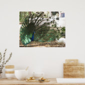 Peacock Bird Plumage und Albino Peahen Foto Poster (Küche)