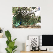 Peacock Bird Plumage und Albino Peahen Foto Poster (Heimbüro)