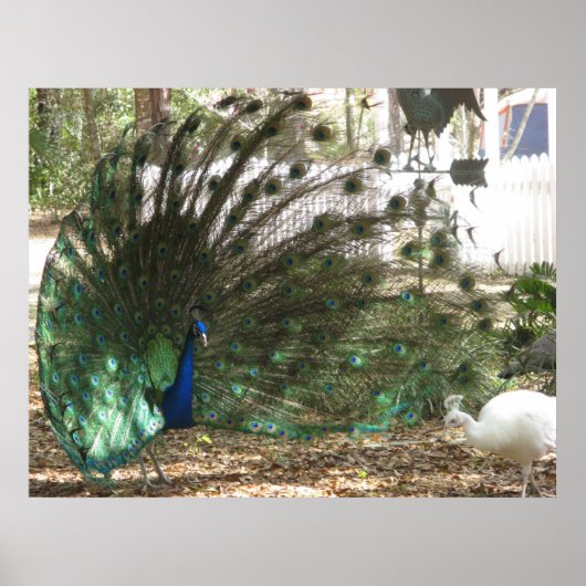 Peacock Bird Plumage und Albino Peahen Foto Poster (Vorne)