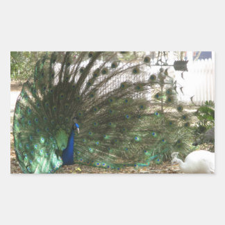 Peacock Bird Plumage und Albino Peahen Foto Rechteckiger Aufkleber
